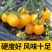 苏瑞盆栽黄番茄种子黄果迷你番茄结果率高矮身紧凑