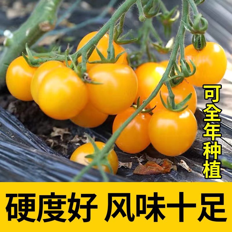 苏瑞盆栽黄番茄种子黄果迷你番茄结果率高矮身紧凑