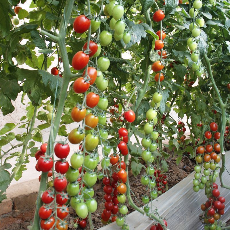 苏瑞盆栽红番茄种子圣女果千禧小番茄种子阳台四季西红柿