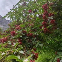 四川九龙花椒