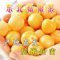 东北甜菇娘灯笼果七月中旬上市