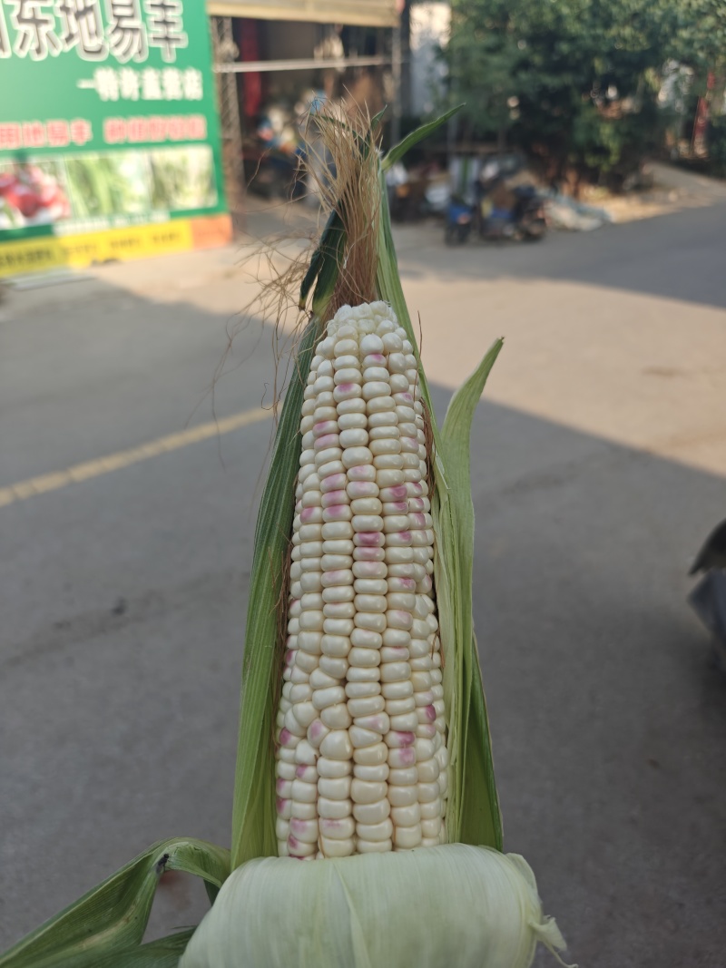 精品花玉米