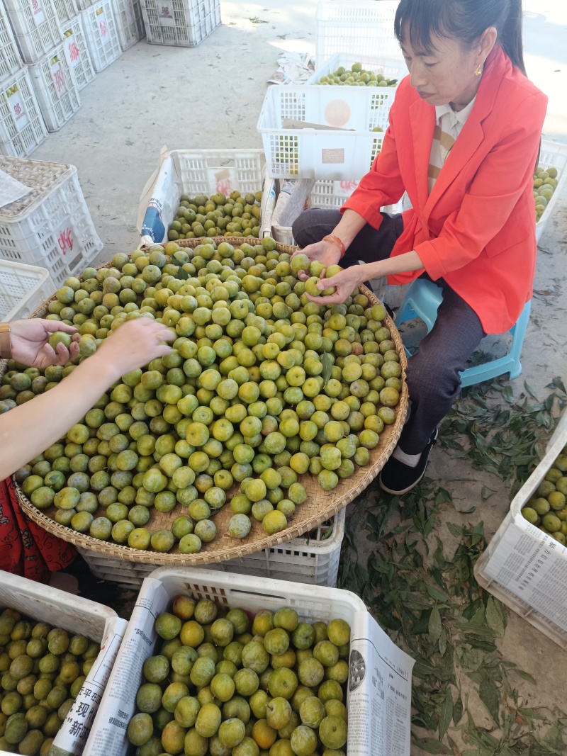 重庆青脆李快上巿了个头大，品质好，一手货原，货源充足