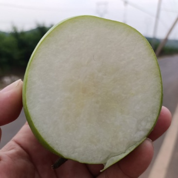 苏脆一号，脆玉，脆冠，湖北产区，个大味甜