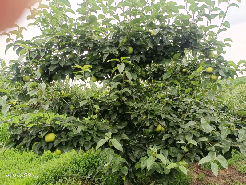 苏脆一号，脆玉，脆冠，湖北产区，个大味甜