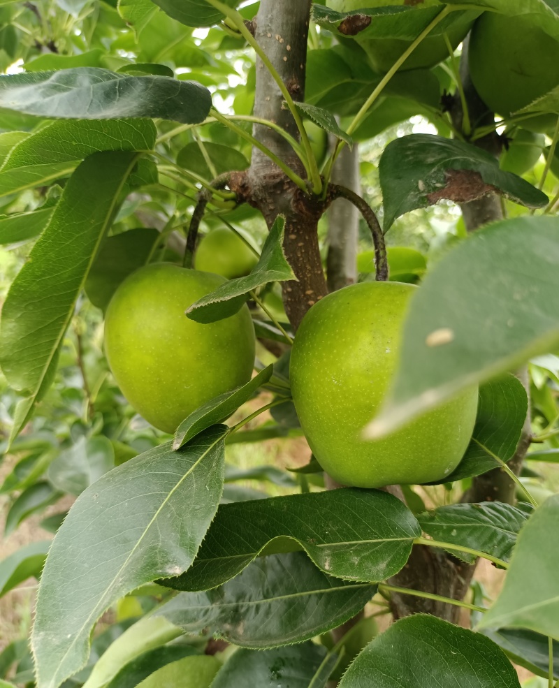 苏脆一号，脆玉，脆冠，湖北产区，个大味甜