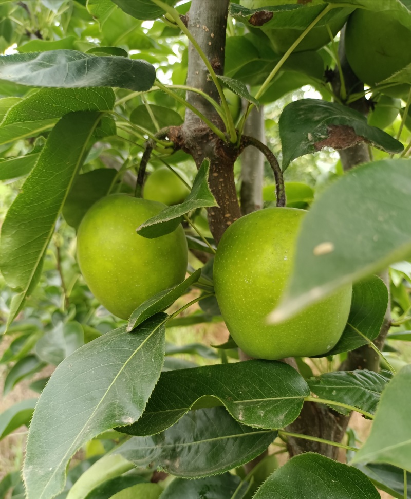 苏脆一号，脆玉，脆冠，湖北产区，个大味甜