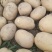 沃土5号土豆大量供货中