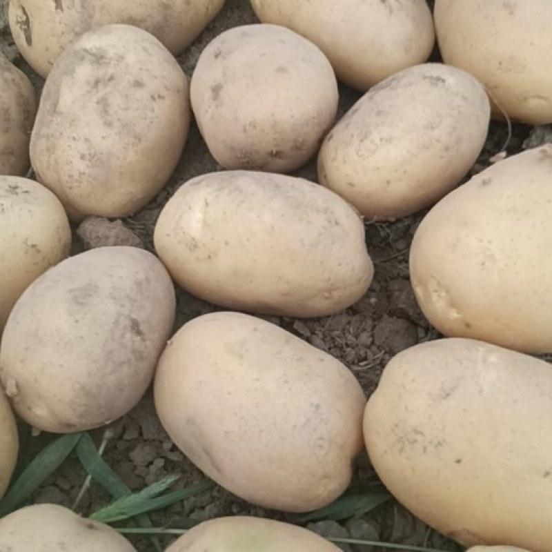 沃土5号土豆大量供货中