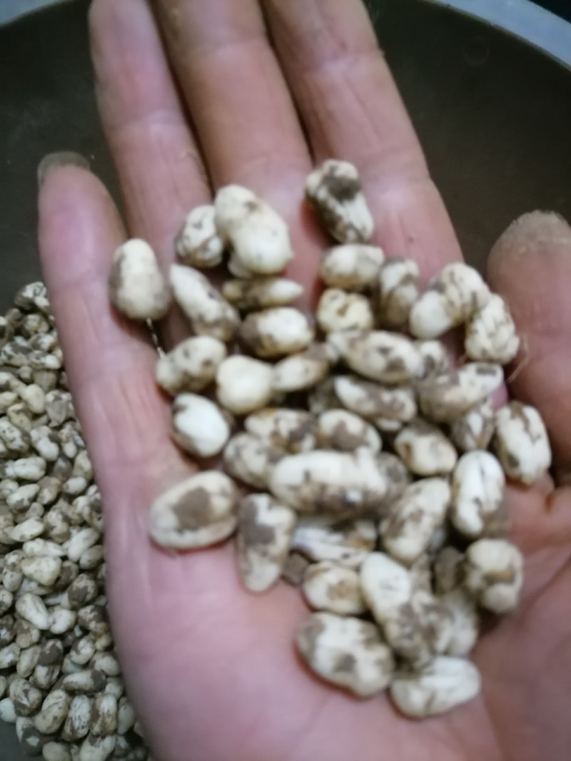 重庆巫溪兰英西安村川贝（太白贝）含量高品质保证，假一赔十