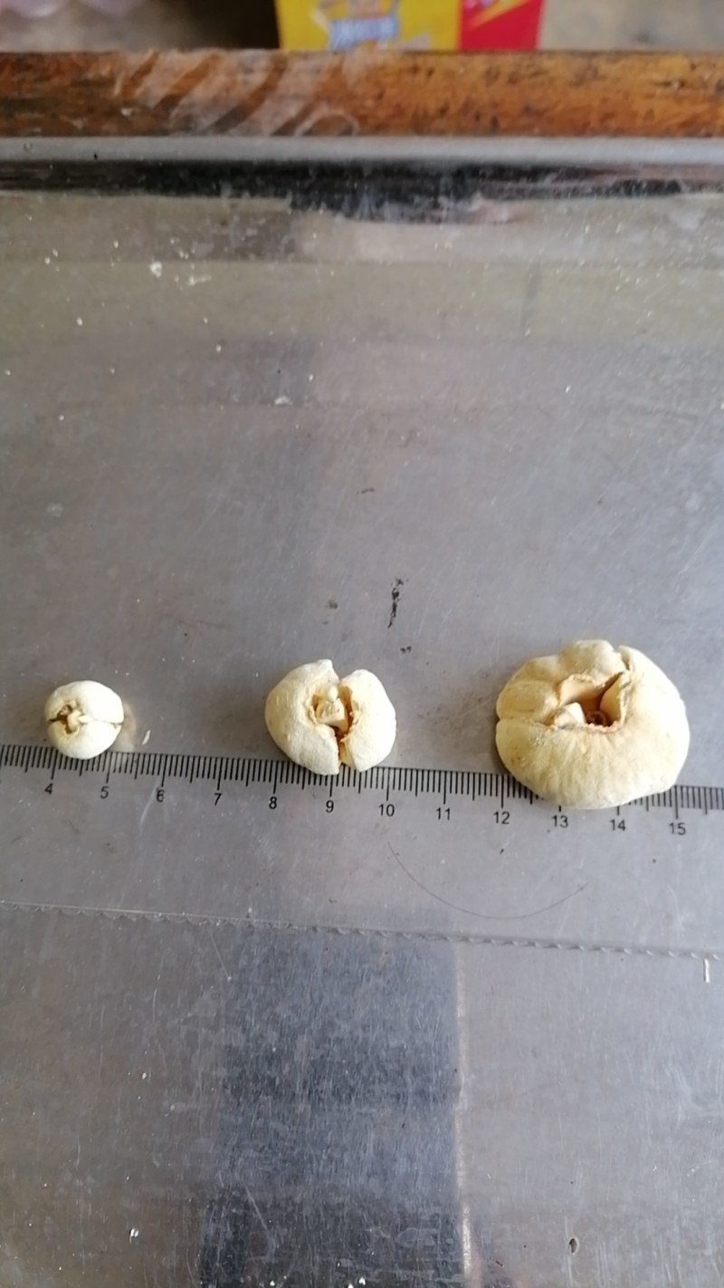 重庆巫溪兰英西安村川贝（太白贝）含量高品质保证，假一赔十