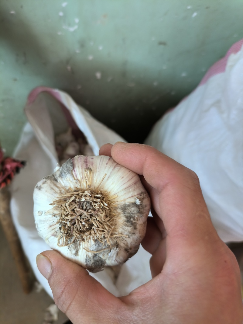2026年大茘县挑装干大蒜