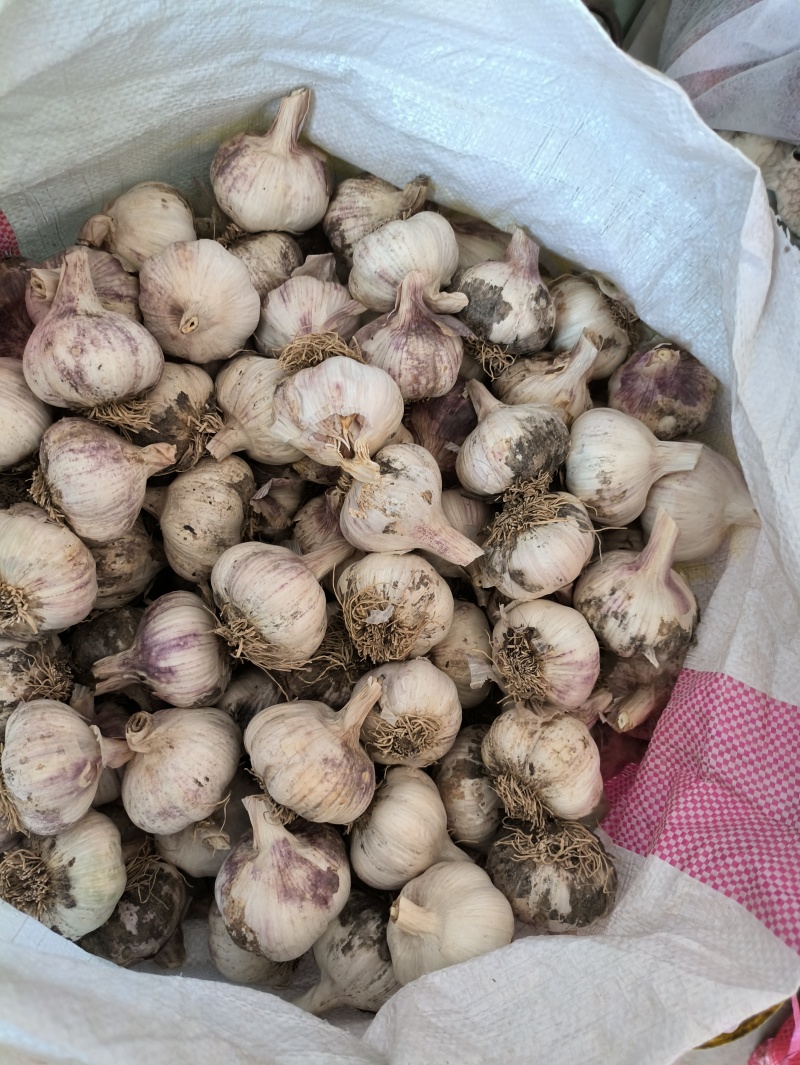 2026年大茘县挑装干大蒜