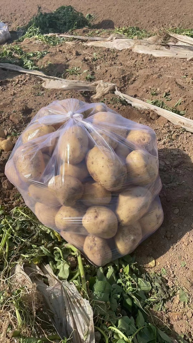 沃土5号土豆大量供货中