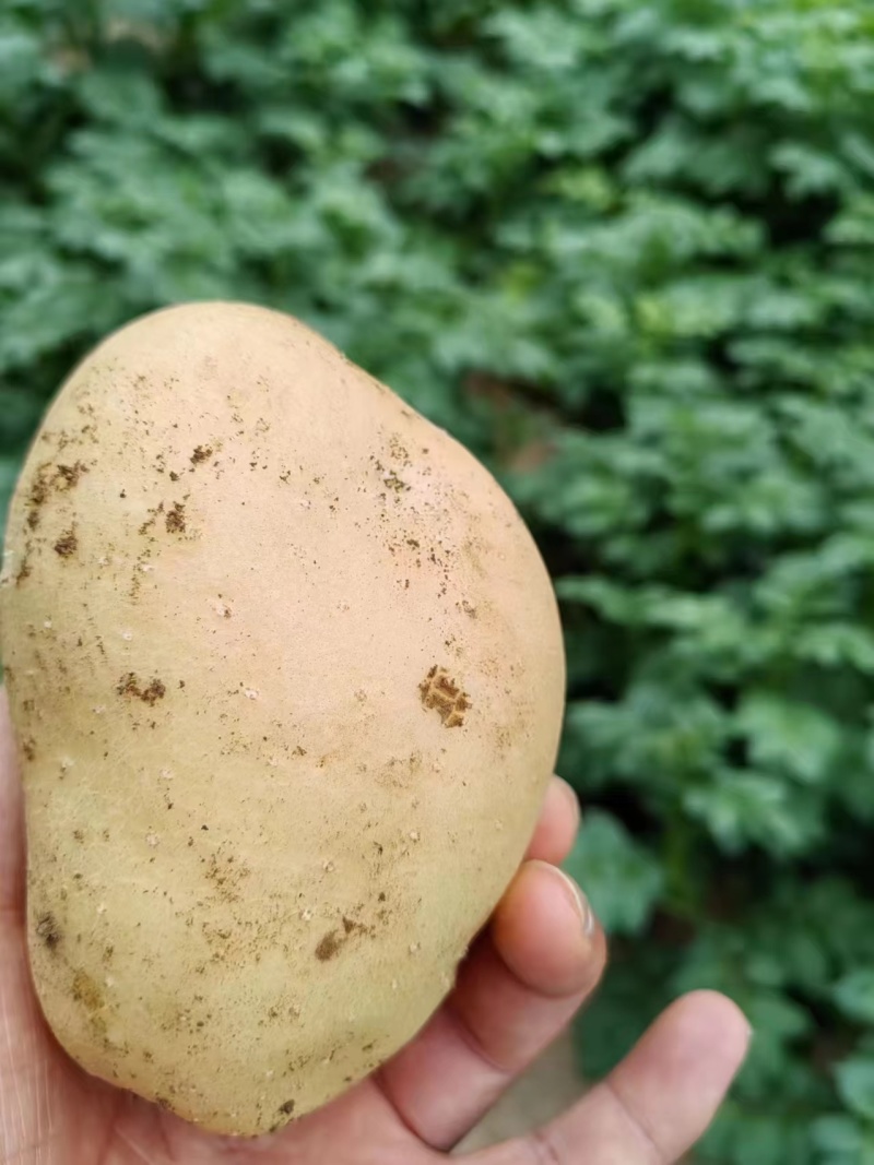 沃土5号土豆大量供货中
