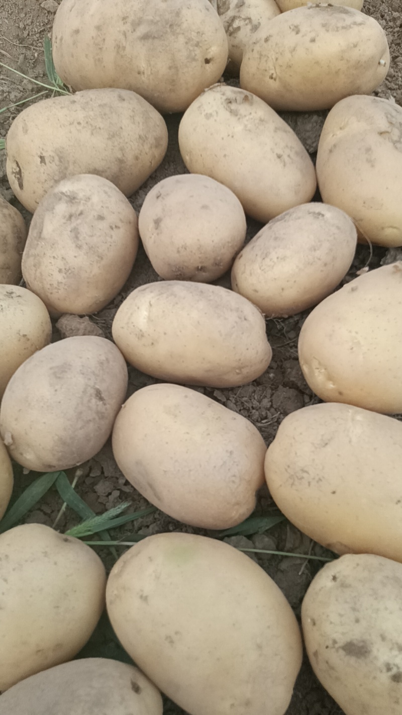 沃土5号土豆大量供货中