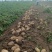 沃土5号土豆大量供货中