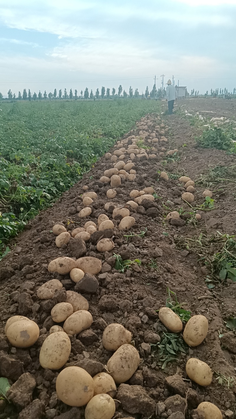 沃土5号土豆大量供货中