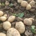 沃土5号土豆大量供货中