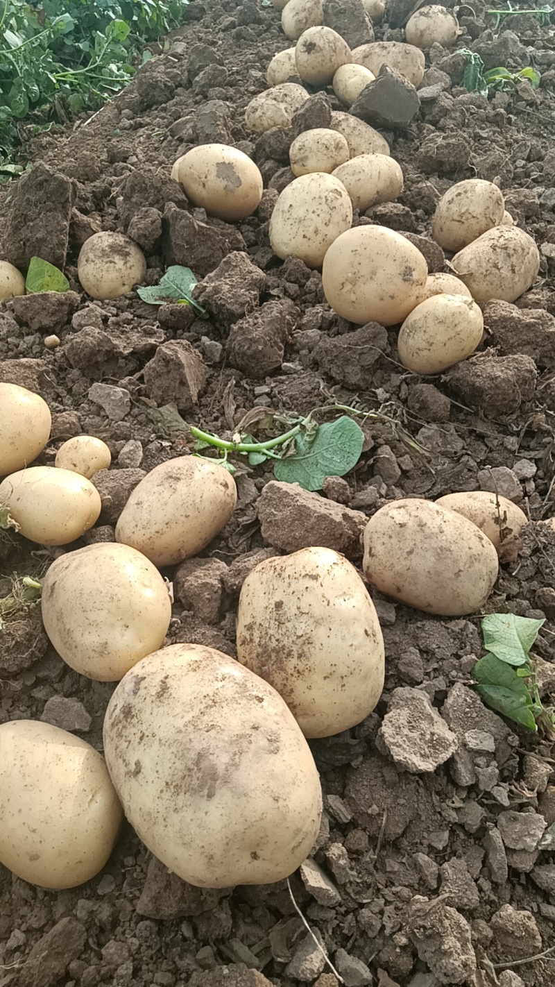 沃土5号土豆大量供货中