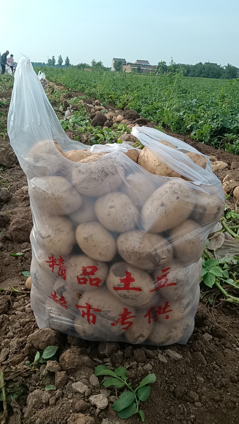 沃土5号土豆大量供货中