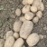 沃土5号土豆大量供货中