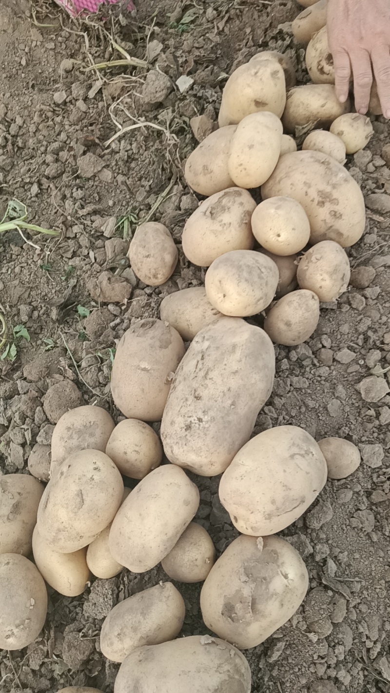 沃土5号土豆大量供货中