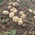 沃土5号土豆大量供货中