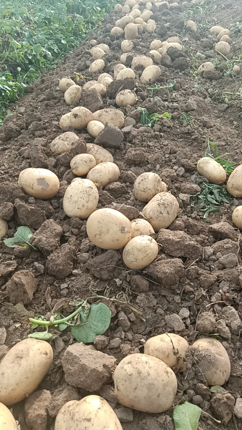 沃土5号土豆大量供货中