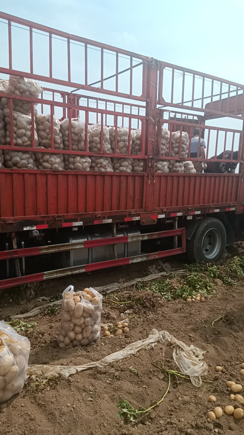 沃土5号土豆大量供货中