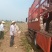 沃土5号土豆大量供货中