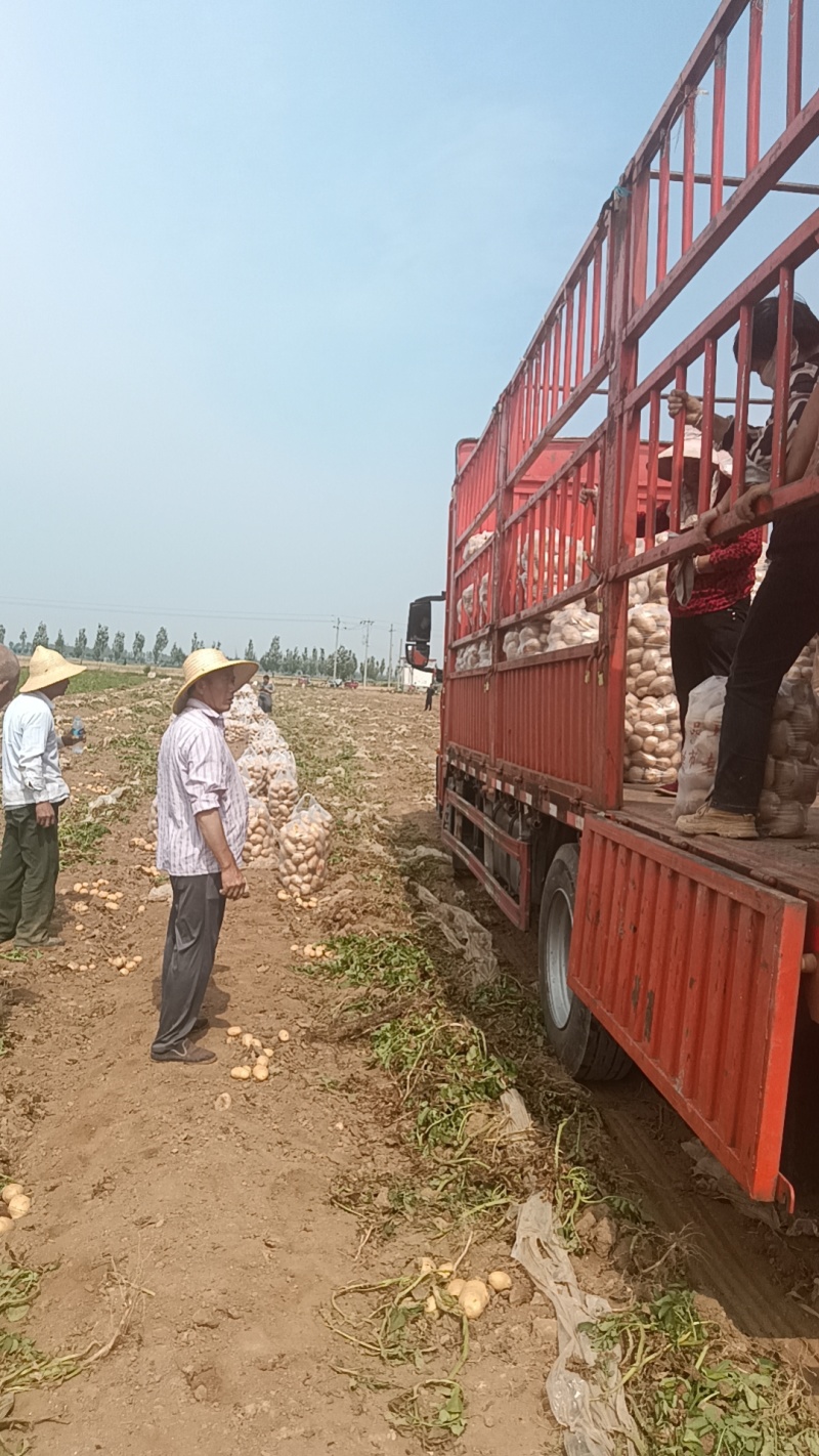 沃土5号土豆大量供货中