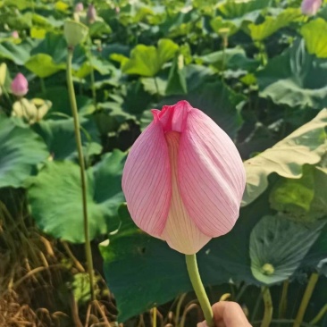 荷花，荷花花骨朵，观赏用荷花