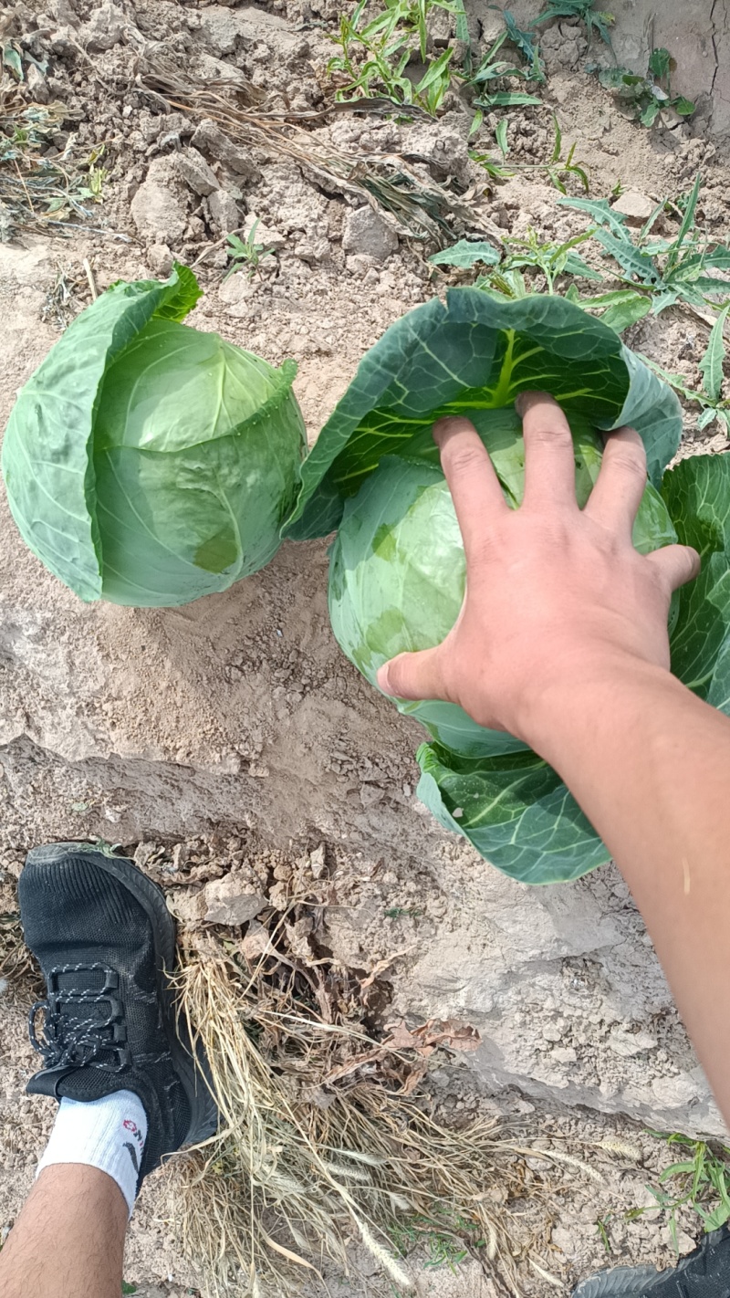 甘蓝包菜