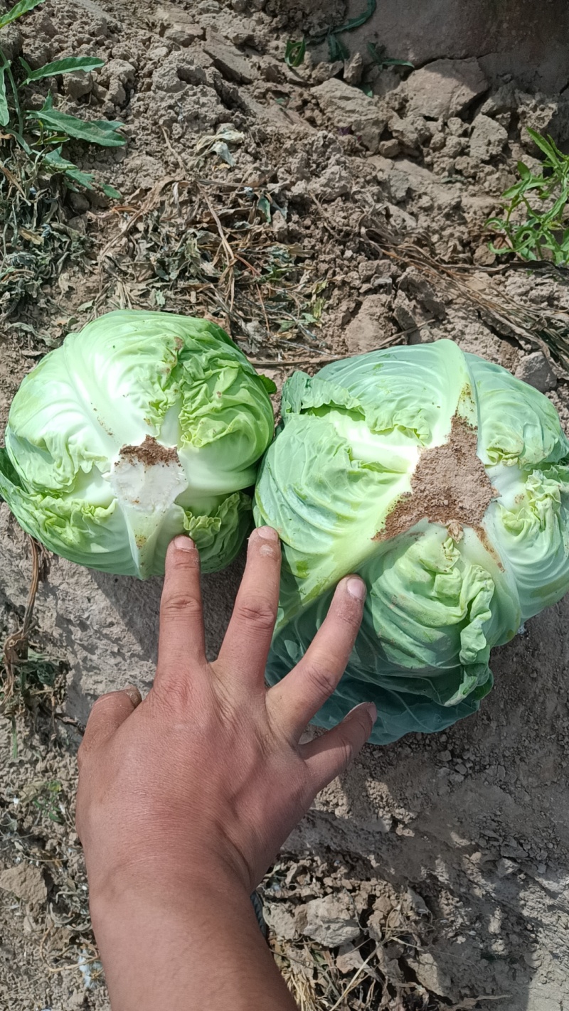 甘蓝包菜