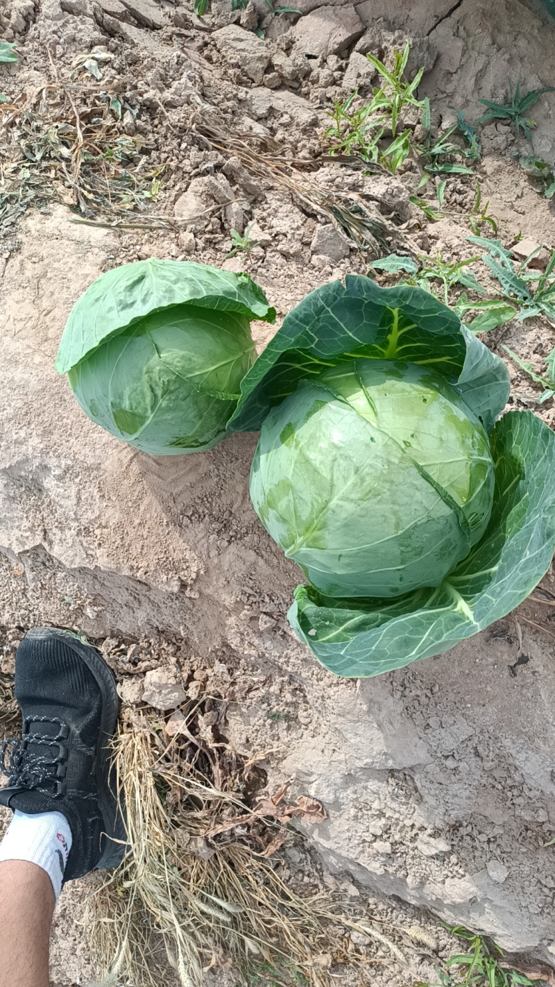 甘蓝包菜