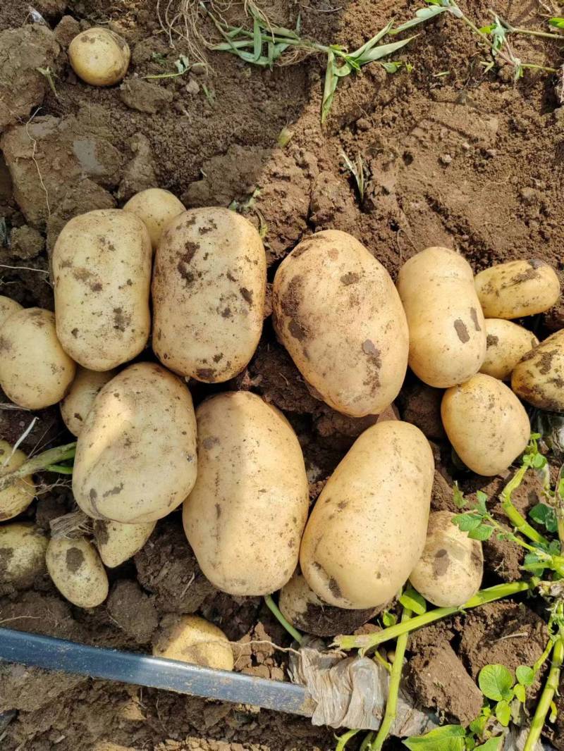 土豆精品土豆大量上市一手货源可发全国欢迎洽谈