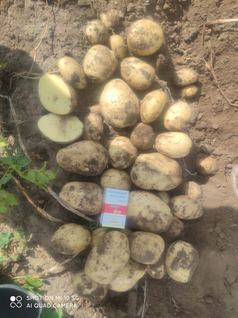 土豆精品土豆大量上市一手货源可发全国欢迎洽谈
