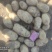 土豆精品土豆大量上市一手货源可发全国欢迎洽谈