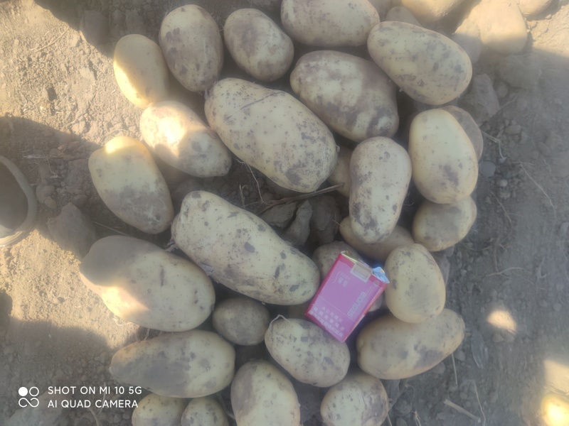 土豆精品土豆大量上市一手货源可发全国欢迎洽谈