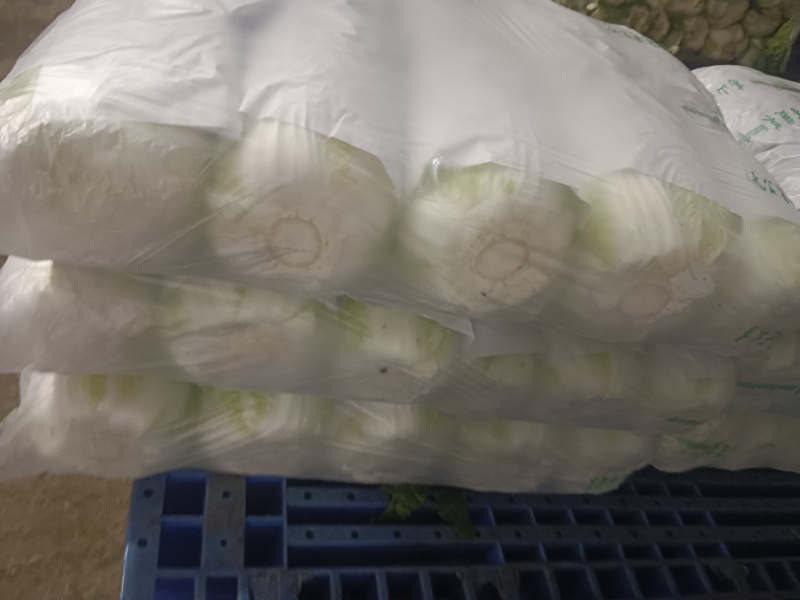 湖北高山黄心白菜，大小均匀无虫无烧心基地直发量大从优