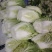 湖北高山黄心白菜，大小均匀无虫无烧心基地直发量大从优