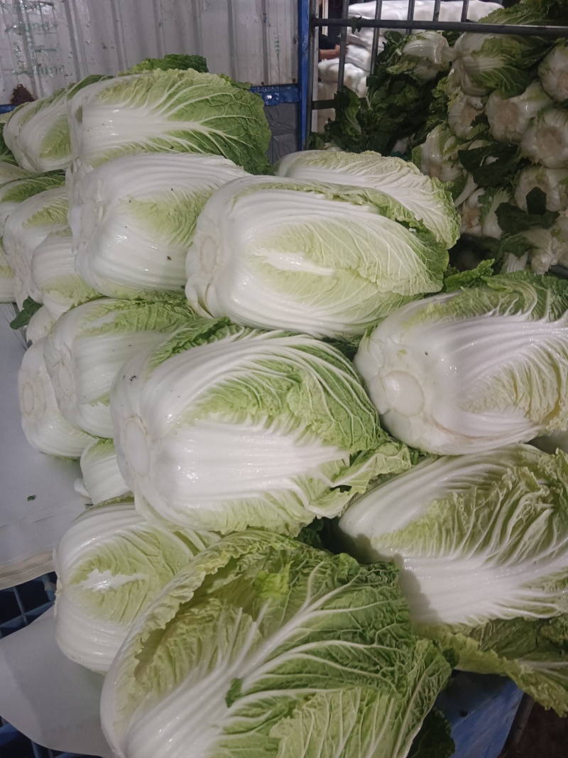 湖北高山黄心白菜，大小均匀无虫无烧心基地直发量大从优