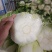 湖北高山黄心白菜，大小均匀无虫无烧心基地直发量大从优