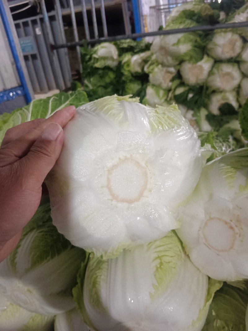 湖北高山黄心白菜，大小均匀无虫无烧心基地直发量大从优