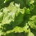 圆生菜