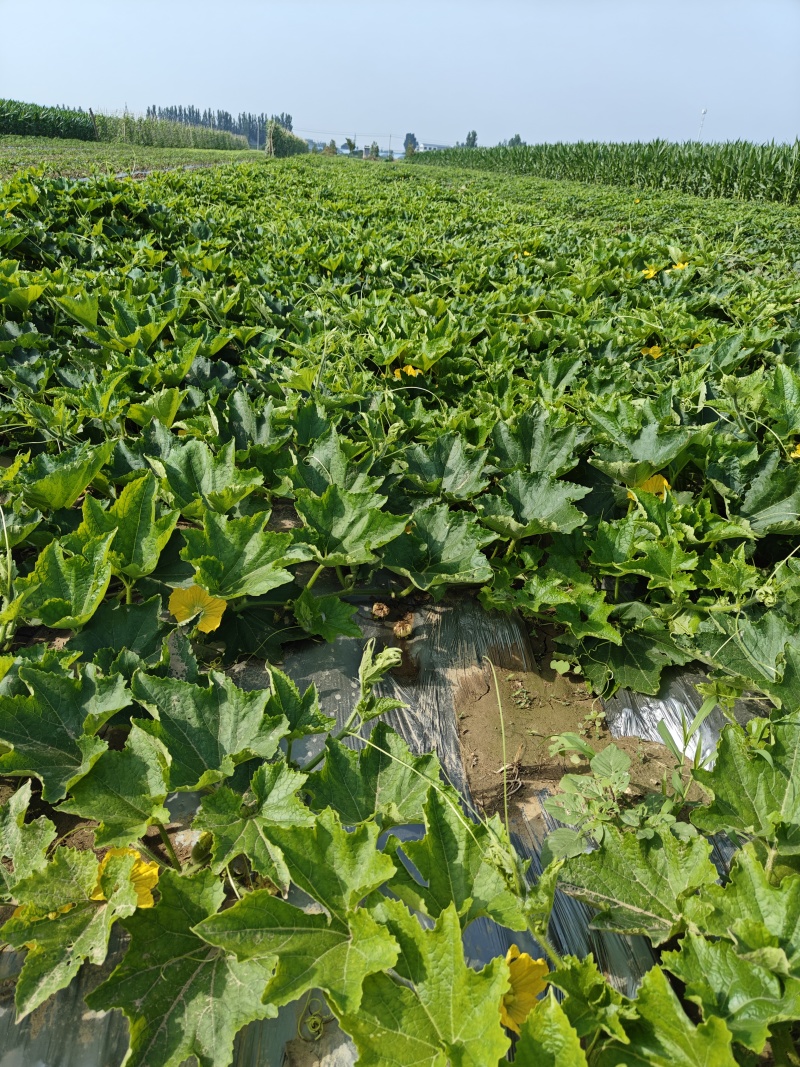 河南省小冬瓜水果冬瓜物美价廉基地直发