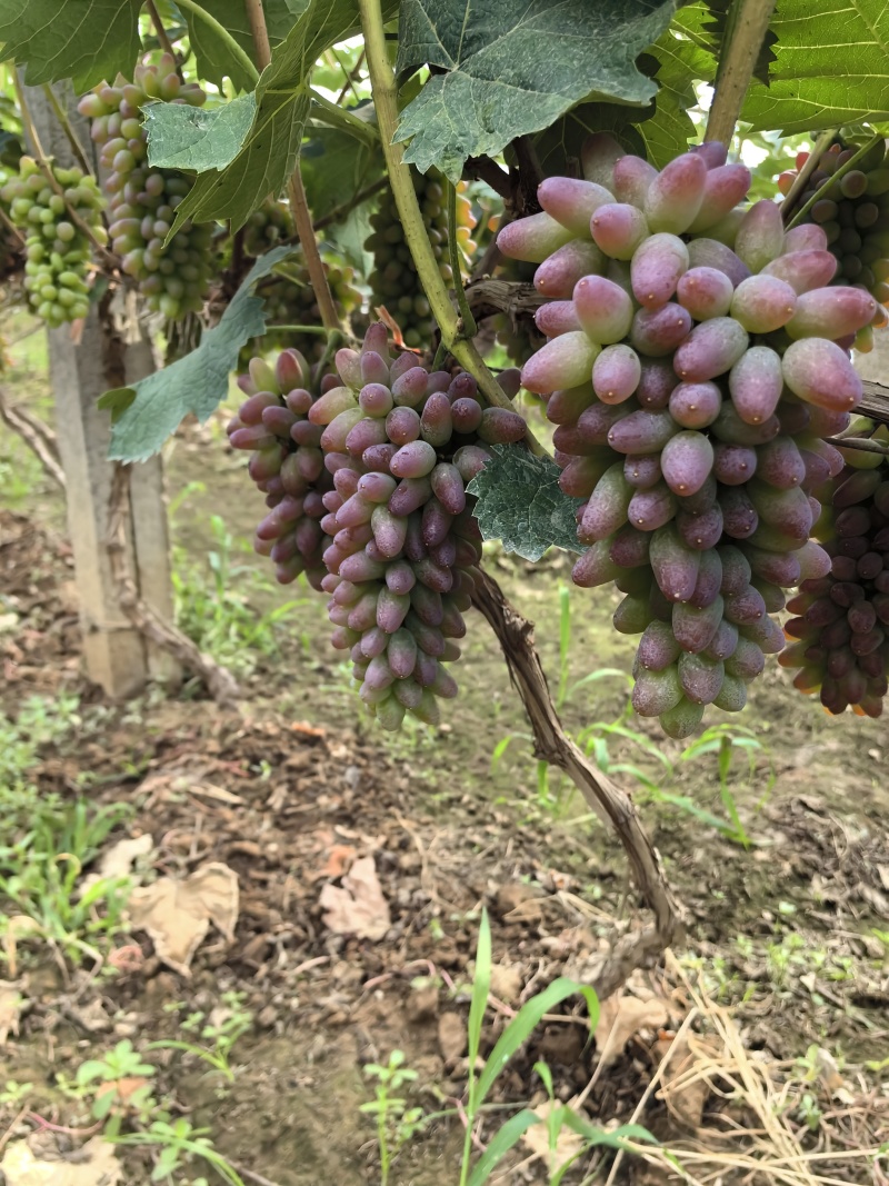本地葡萄大量上市，各种品种齐全，口感清香脆甜。