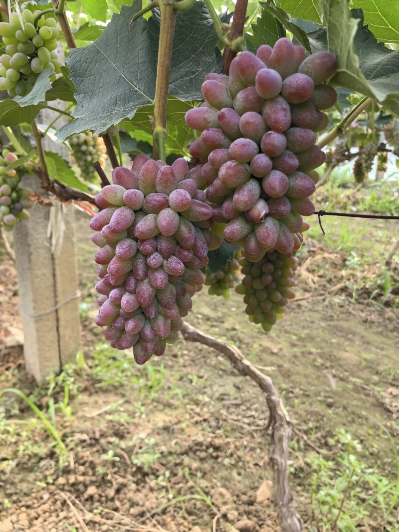 本地葡萄大量上市，各种品种齐全，口感清香脆甜。