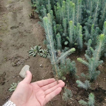 蓝山小苗裸根苗杯苗定植,东北货源耐寒品质好。